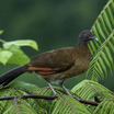 Plain Chachalaca